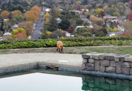 red foxes in backyard nov 2009 0014 (24 visits) red foxes in backyard nov 2009 0014