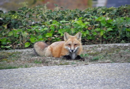 red foxes in backyard nov 2009 0013 (17 visits) red foxes in backyard nov 2009 0013