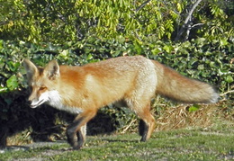 red foxes in backyard nov 2009 0016 (20 visits) red foxes in backyard nov 2009 0016