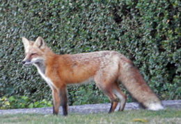 red foxes in backyard nov 2009 0017 (18 visits) red foxes in backyard nov 2009 0017