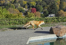 red foxes in backyard nov 2009 0018 (21 visits) red foxes in backyard nov 2009 0018