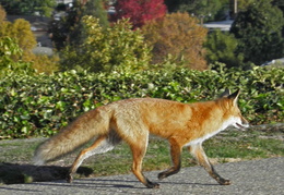 red foxes in backyard nov 2009 0019 (25 visits) red foxes in backyard nov 2009 0019