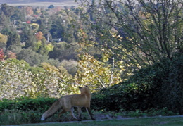 red foxes in backyard nov 2009 0020 (14 visits) red foxes in backyard nov 2009 0020