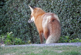 red foxes in backyard nov 2009 0021 (18 visits) red foxes in backyard nov 2009 0021