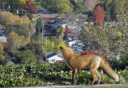 red foxes in backyard nov 2009 0022 (17 visits) red foxes in backyard nov 2009 0022
