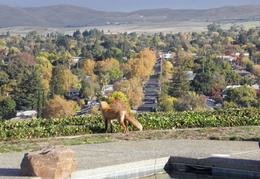 red foxes in backyard nov 2009 0024 (27 visits) red foxes in backyard nov 2009 0024