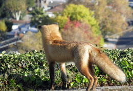 red foxes in backyard nov 2009 0025 (29 visits) red foxes in backyard nov 2009 0025