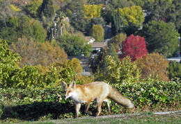 red foxes in backyard nov 2009 0026 (29 visits) red foxes in backyard nov 2009 0026