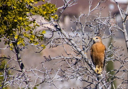Red_Tailed_Hawk_Feb_2012 - display this album Red_Tailed_Hawk_Feb_2012
