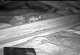 rat in attic 20160905 1 (14 visits) rat in attic 20160905 1