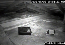 rat in attic 20160905 2 (14 visits) rat in attic 20160905 2