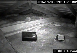 rat in attic 20160905 3 (18 visits) rat in attic 20160905 3