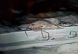 rat in attic 20160907 3 (13 visits) rat in attic 20160907 3
