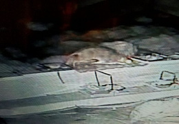 rat in attic 20160907 3 resized (17 visits) rat in attic 20160907 3 resized