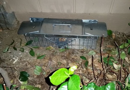 rat in attic 20160916 traps in yard 02