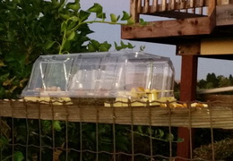 rat in attic 20160916 traps in yard 03