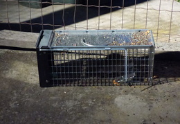 rat in attic 20161002 01 (19 visits) rat in attic 20161002 01