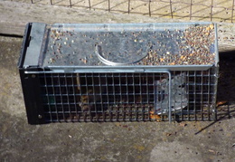 rat in attic 20161002 02 (18 visits) rat in attic 20161002 02
