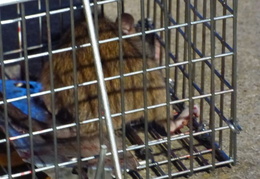 rat in attic 20161002 03 (16 visits) rat in attic 20161002 03