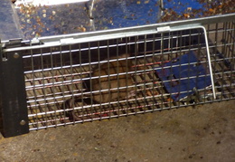 rat in attic 20161002 05 (15 visits) rat in attic 20161002 05