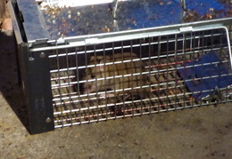 rat in attic 20161002 06 (13 visits) rat in attic 20161002 06
