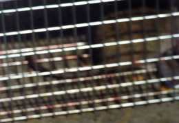 rat in attic 20161002 08 (14 visits) rat in attic 20161002 08