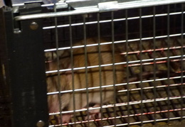 rat in attic 20161002 07 (18 visits) rat in attic 20161002 07
