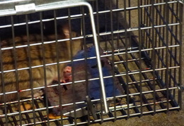 rat in attic 20161002 09 (12 visits) rat in attic 20161002 09