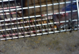 rat in attic 20161002 10 (15 visits) rat in attic 20161002 10