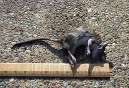 rat in attic 20161002 11 (20 visits) rat in attic 20161002 11