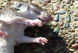 rat in attic 20161002 13 (19 visits) rat in attic 20161002 13