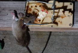 rat in attic 20161010 02 (18 visits) rat in attic 20161010 02