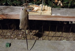 rat in attic 20161010 01 (25 visits) rat in attic 20161010 01