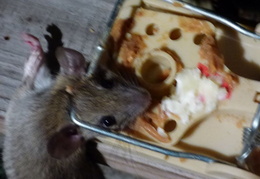 rat in attic 20161010 03 (18 visits) rat in attic 20161010 03