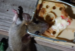 rat in attic 20161010 04 (22 visits) rat in attic 20161010 04