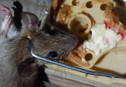 rat in attic 20161010 05 (20 visits) rat in attic 20161010 05