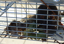 rat in attic 20161011 02 (17 visits) rat in attic 20161011 02