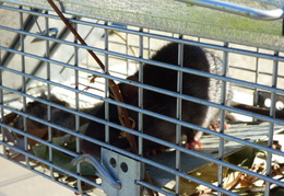 rat in attic 20161011 03 (18 visits) rat in attic 20161011 03