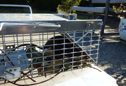 rat in attic 20161011 04 (14 visits) rat in attic 20161011 04
