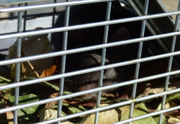 rat in attic 20161011 05 (15 visits) rat in attic 20161011 05