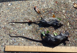 rat in attic 20161011 07 (16 visits) rat in attic 20161011 07