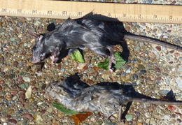 rat in attic 20161011 08 (13 visits) rat in attic 20161011 08