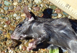 rat in attic 20161011 09 (17 visits) rat in attic 20161011 09