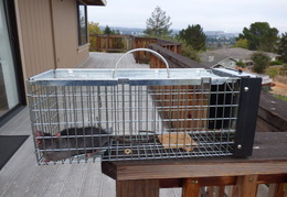 rat in attic 20161012 01 (12 visits) rat in attic 20161012 01