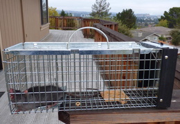 rat in attic 20161012 01 resized (16 visits) rat in attic 20161012 01 resized