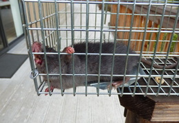rat in attic 20161012 02 (16 visits) rat in attic 20161012 02