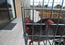 rat in attic 20161012 03 (14 visits) rat in attic 20161012 03