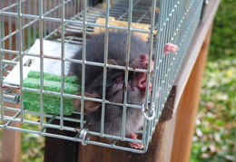 rat in attic 20161012 04 (15 visits) rat in attic 20161012 04
