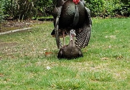 turkeys mating 20200329 02 (21 visits) turkeys mating 20200329 02