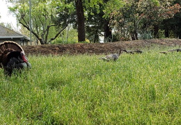 turkeys mating 20200329 03 (35 visits) turkeys mating 20200329 03
